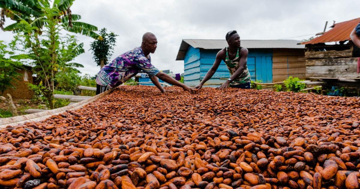 Les plans de transformation du cacao au cœur de la campagne présidentielle au Ghana